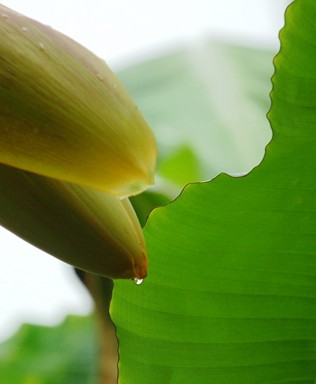 芭蕉雨