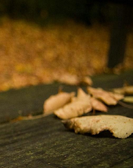 前面是桥，后面是路