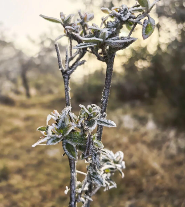 怀念村口那一片果园