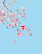 秋风清,秋月明