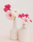 一丛花