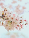 布甲樱花